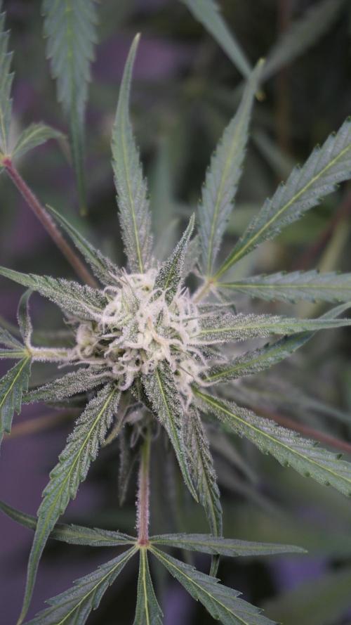 Lemon Pie Auto - Sonnenerde. Week 9