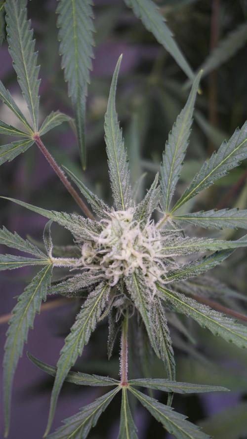 Lemon Pie Auto - Sonnenerde. Week 9