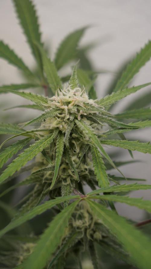 Lemon Pie Auto - Sonnenerde. Week 9