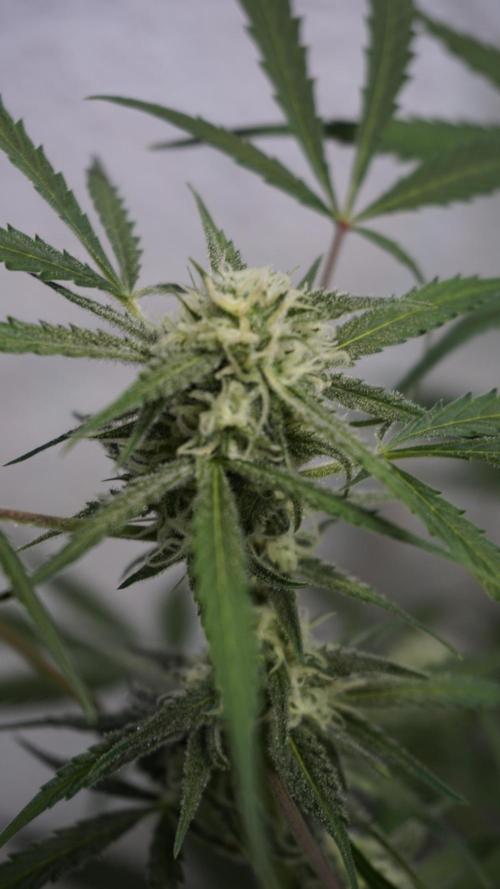 Lemon Pie Auto - Sonnenerde. Week 9