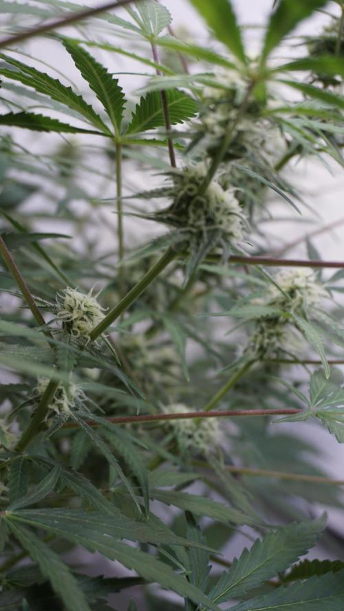 Lemon Pie Auto - Sonnenerde. Week 9