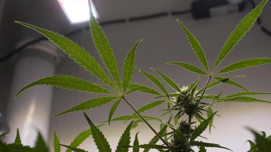 Lemon Pie Auto - Sonnenerde. Week 9