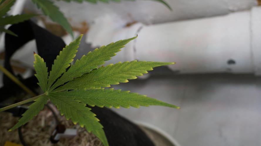 Lemon Pie Auto - Sonnenerde. Week 9