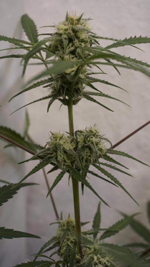 Lemon Pie Auto - Sonnenerde. Week 9