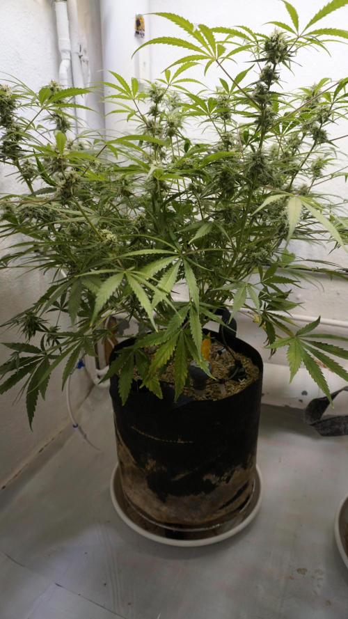 Lemon Pie Auto - Sonnenerde. Week 10