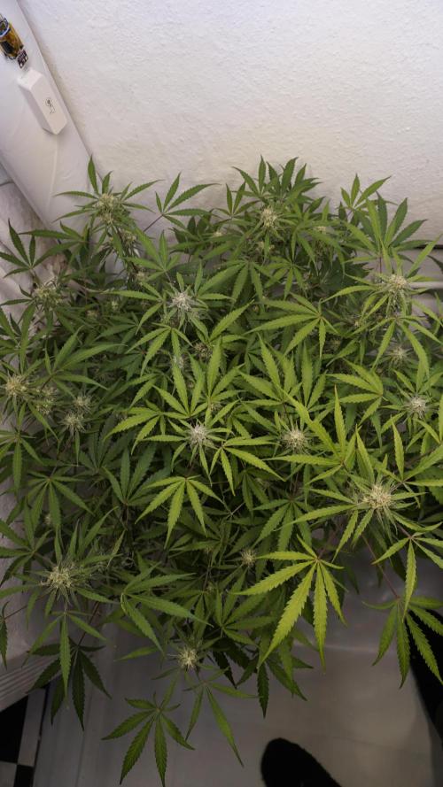 Lemon Pie Auto - Sonnenerde. Week 10