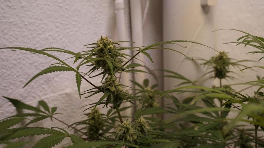 Lemon Pie Auto - Sonnenerde. Week 10