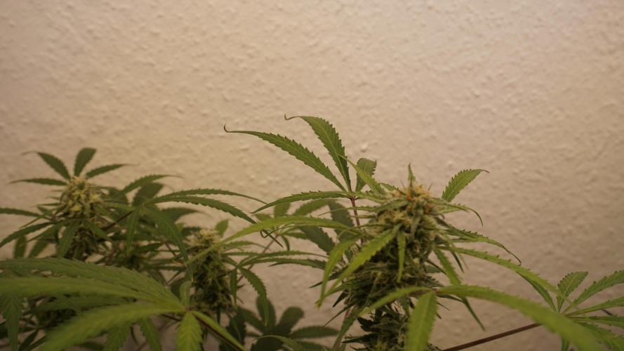 Lemon Pie Auto - Sonnenerde. Week 10