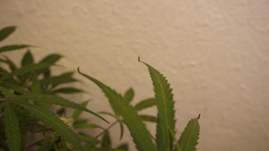 Lemon Pie Auto - Sonnenerde. Week 10