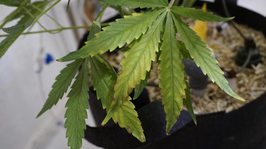 Lemon Pie Auto - Sonnenerde. Week 10