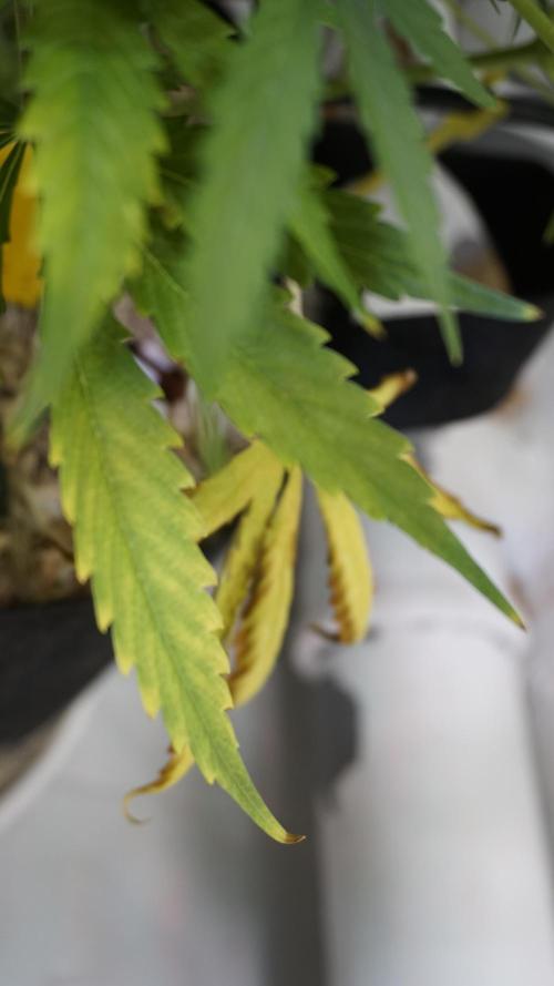 Lemon Pie Auto - Sonnenerde. Week 10