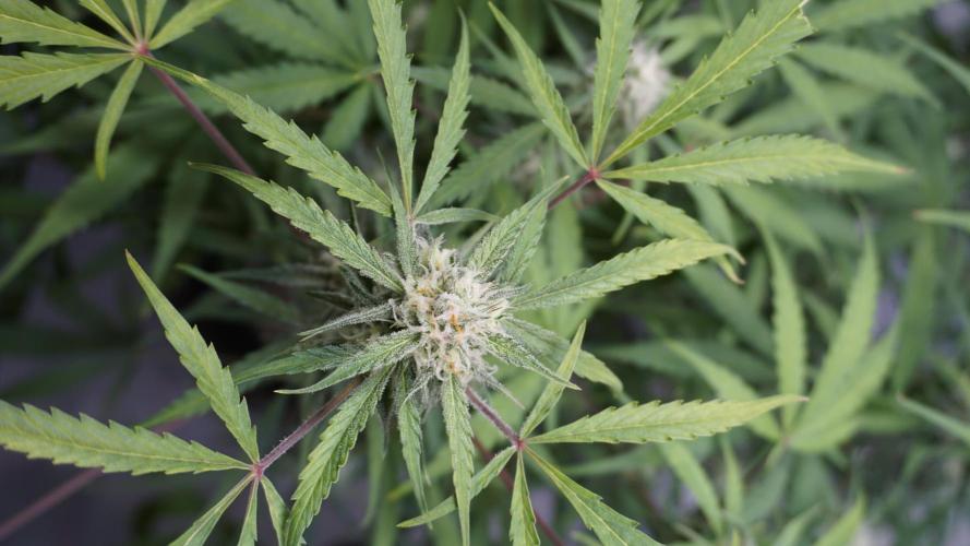 Lemon Pie Auto - Sonnenerde. Week 10