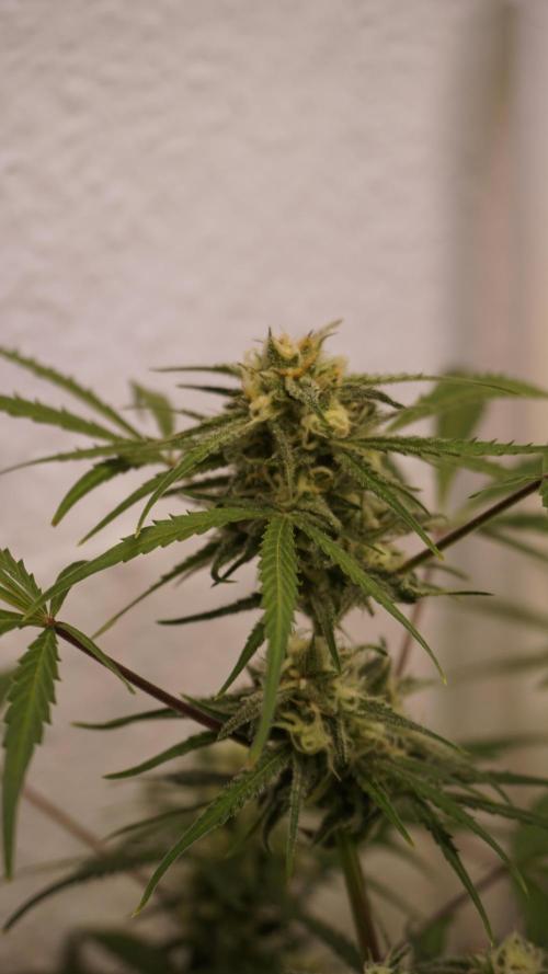 Lemon Pie Auto - Sonnenerde. Week 10