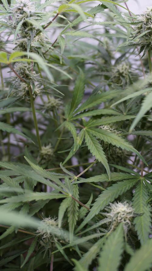 Lemon Pie Auto - Sonnenerde. Week 10