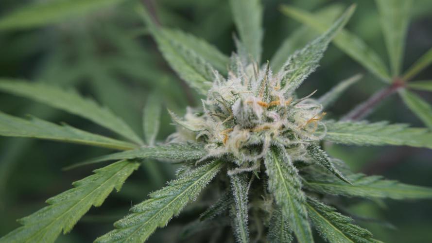 Lemon Pie Auto - Sonnenerde. Week 10