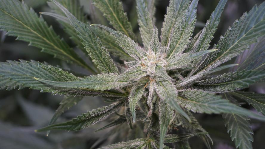 Strawberry Gorilla Auto - Sonnenerde. Week 10