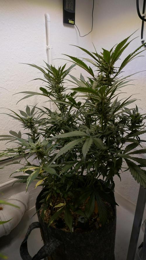 Strawberry Gorilla Auto - Sonnenerde. Week 10