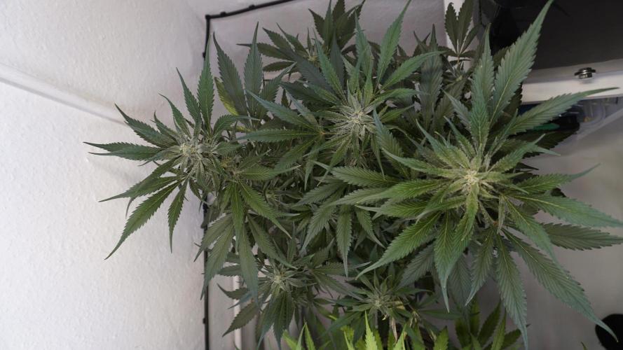 Strawberry Gorilla Auto - Sonnenerde. Week 10