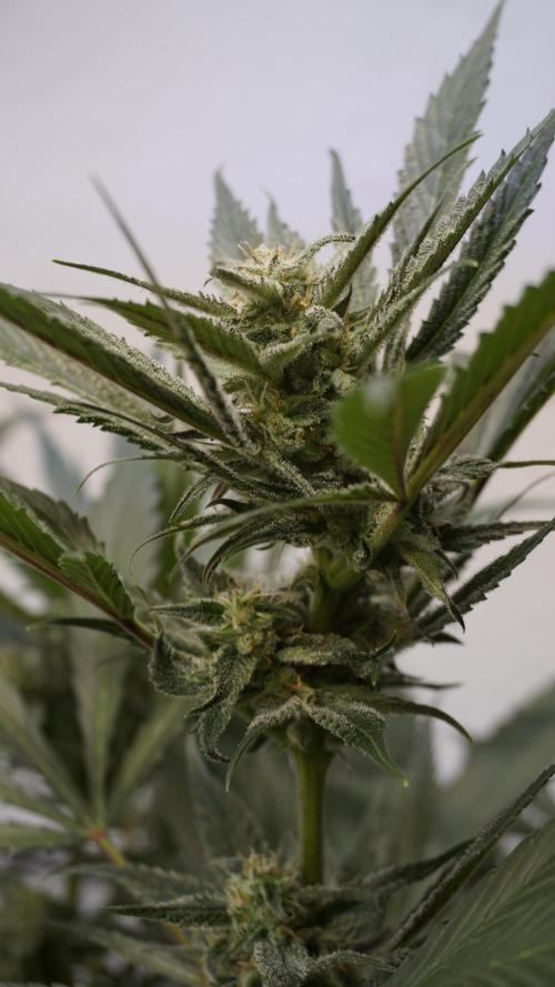 Strawberry Gorilla Auto - Sonnenerde. Week 10