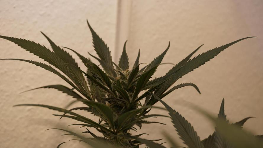 Strawberry Gorilla Auto - Sonnenerde. Week 10