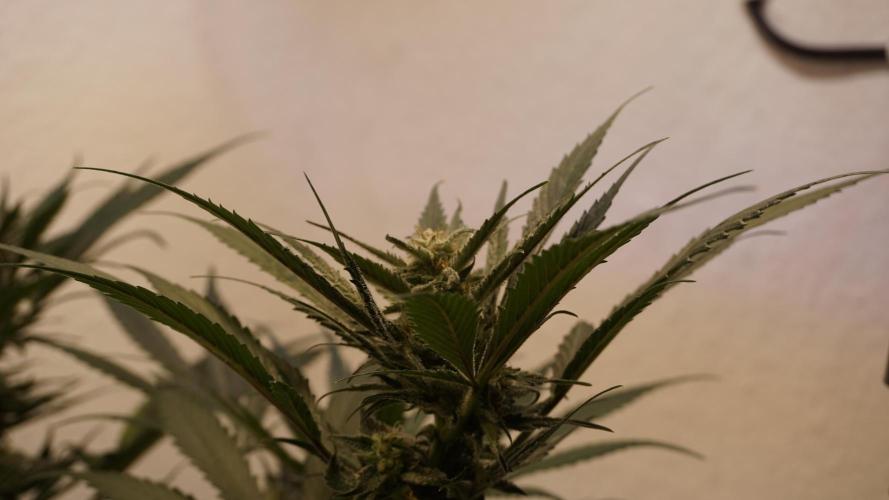 Strawberry Gorilla Auto - Sonnenerde. Week 10