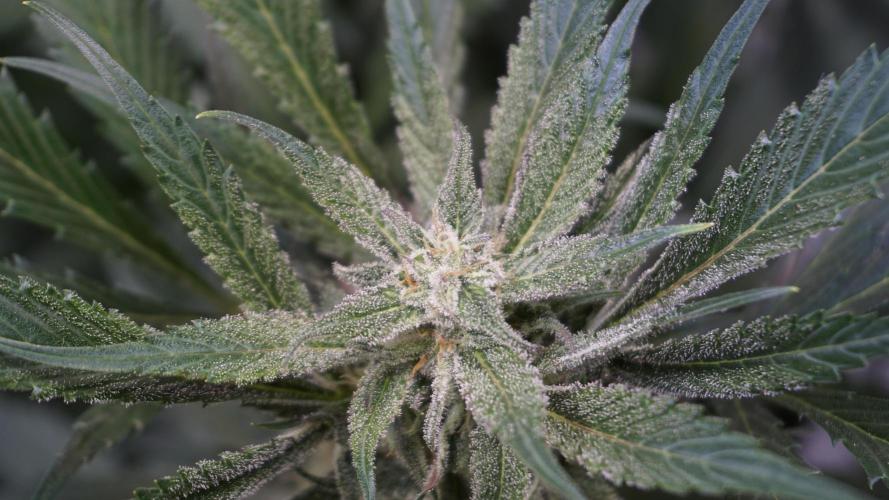 Strawberry Gorilla Auto - Sonnenerde. Week 10