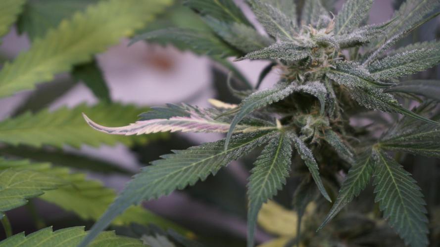 Strawberry Gorilla Auto - Sonnenerde. Week 10