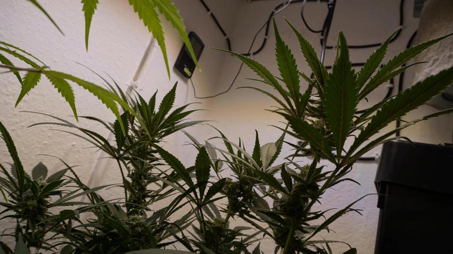 Strawberry Gorilla Auto - Sonnenerde. Week 10