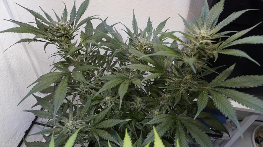 Strawberry Gorilla Auto - Sonnenerde. Week 10