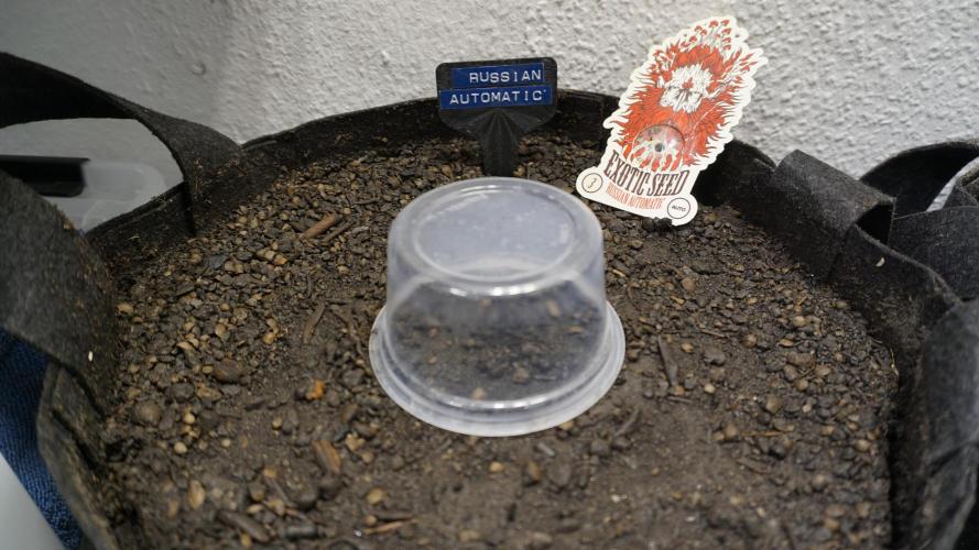 Russian Automatic X Sonnenerde. Week 0