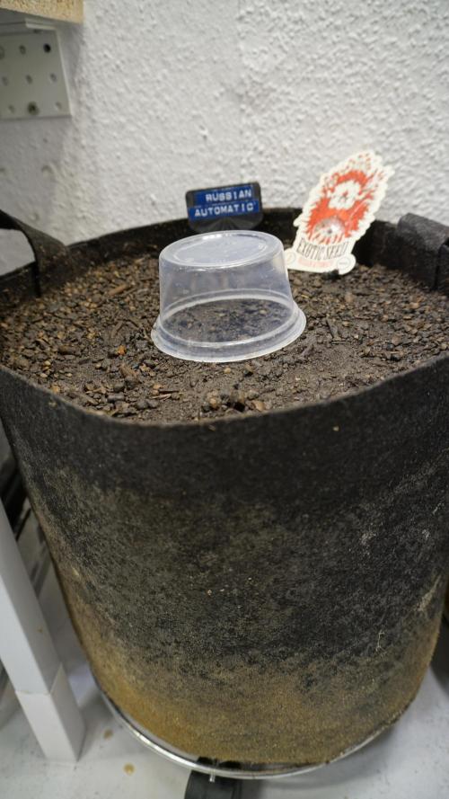 Russian Automatic X Sonnenerde. Week 0