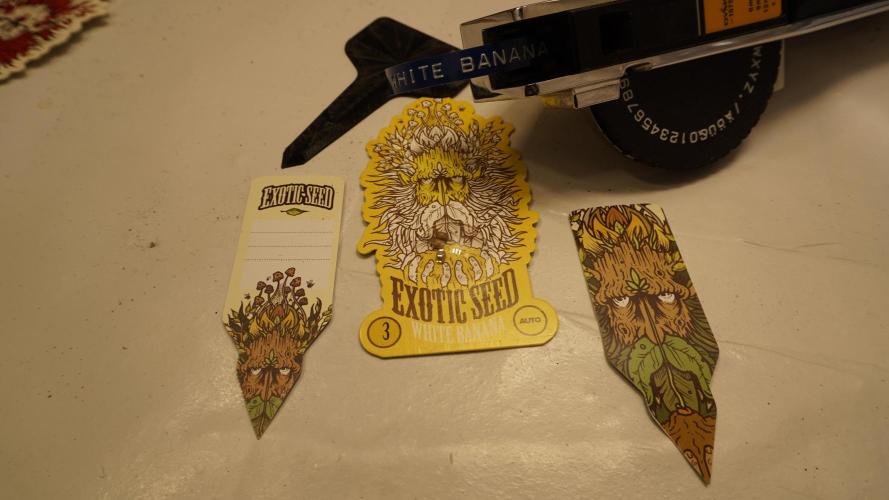 White Banana X Sonnenerde. Week 0