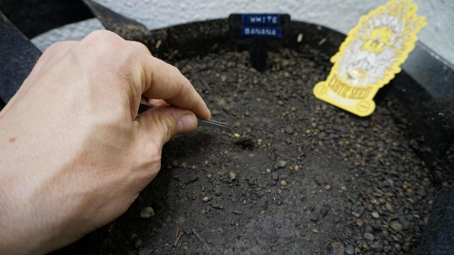 White Banana X Sonnenerde. Week 0