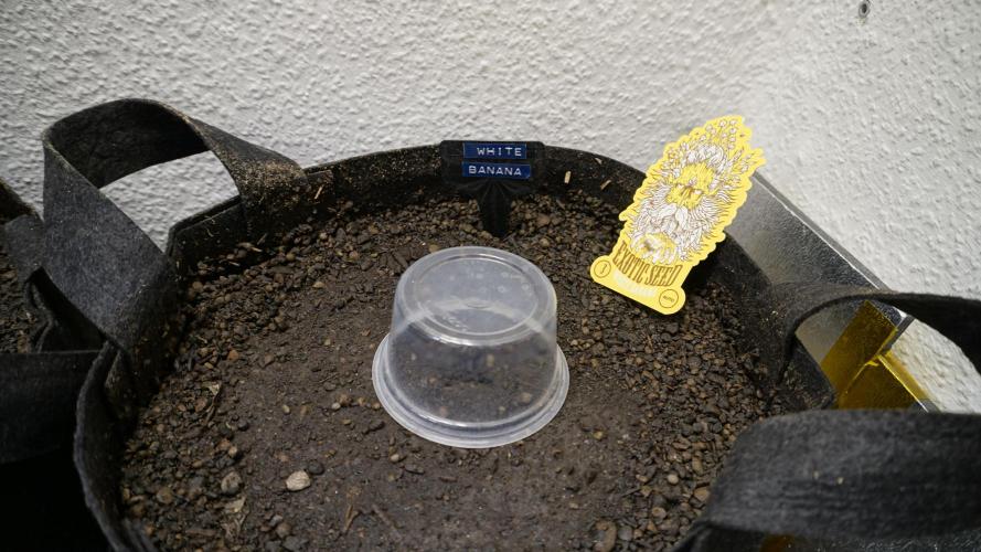 White Banana X Sonnenerde. Week 0