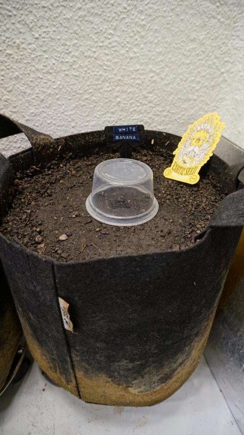 White Banana X Sonnenerde. Week 0