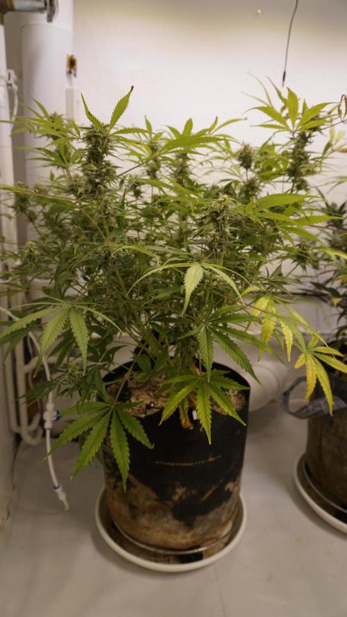 Lemon Pie Auto - Sonnenerde. Week 11