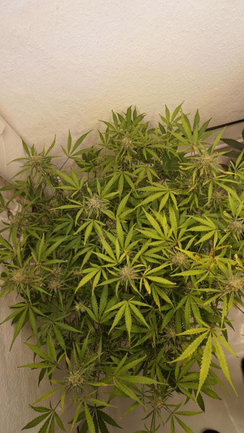 Lemon Pie Auto - Sonnenerde. Week 11