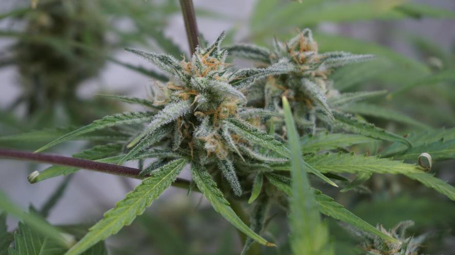 Lemon Pie Auto - Sonnenerde. Week 11