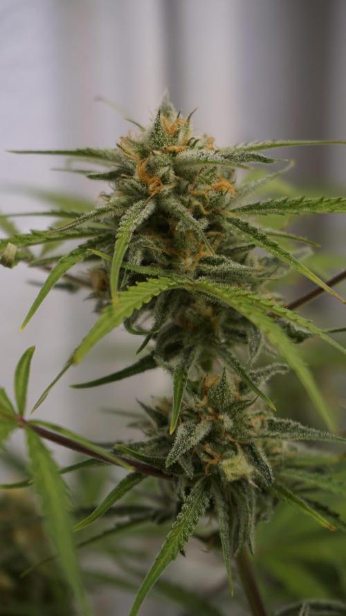 Lemon Pie Auto - Sonnenerde. Week 11