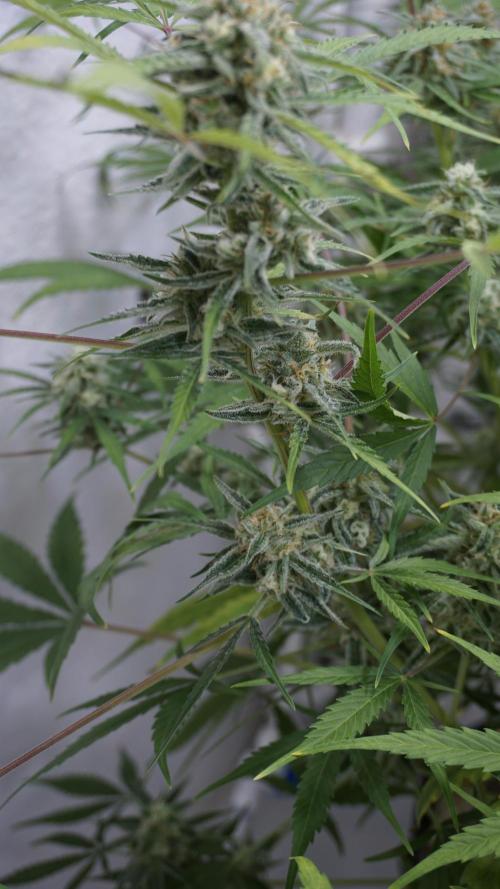 Lemon Pie Auto - Sonnenerde. Week 11