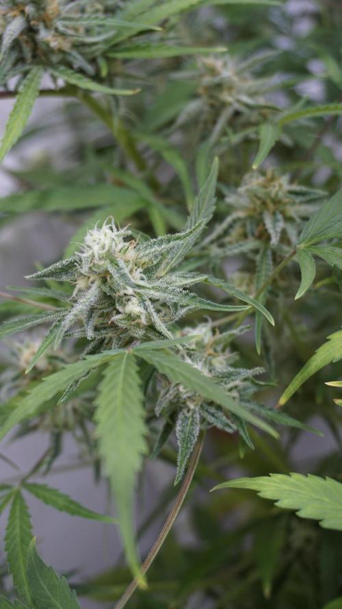 Lemon Pie Auto - Sonnenerde. Week 11