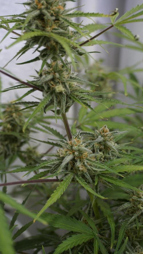 Lemon Pie Auto - Sonnenerde. Week 11