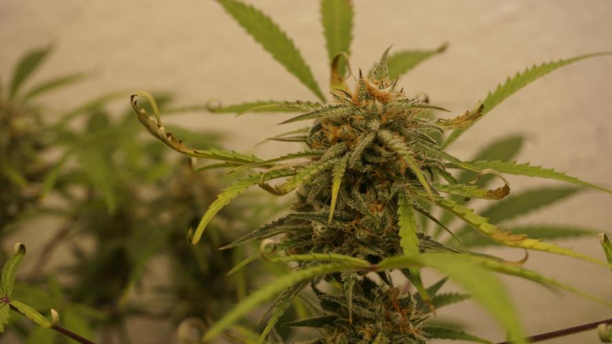 Lemon Pie Auto - Sonnenerde. Week 11