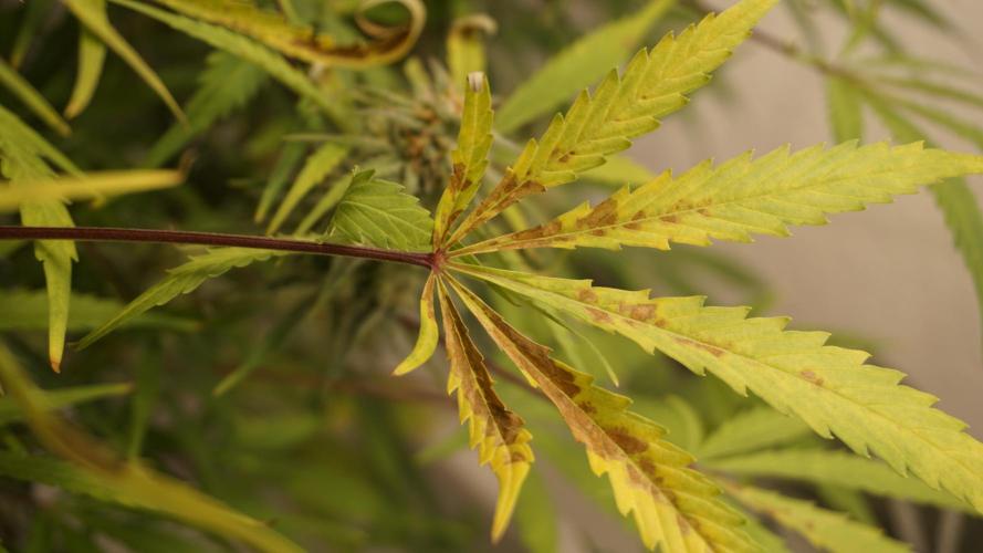 Lemon Pie Auto - Sonnenerde. Week 11