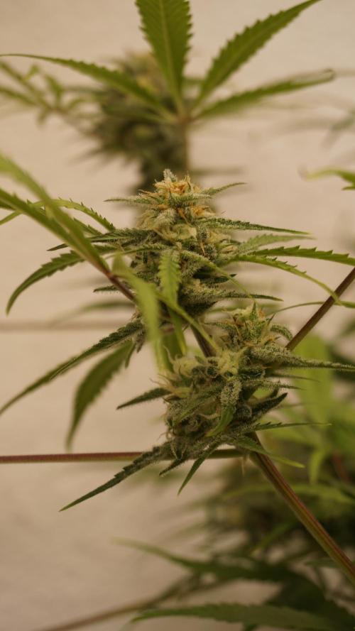 Lemon Pie Auto - Sonnenerde. Week 11