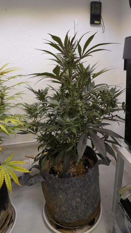 Strawberry Gorilla Auto - Sonnenerde. Week 11