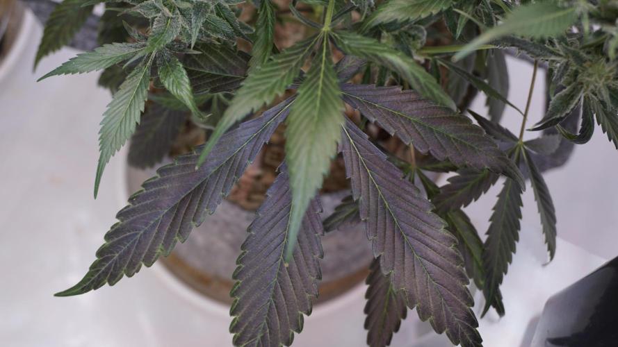 Strawberry Gorilla Auto - Sonnenerde. Week 11