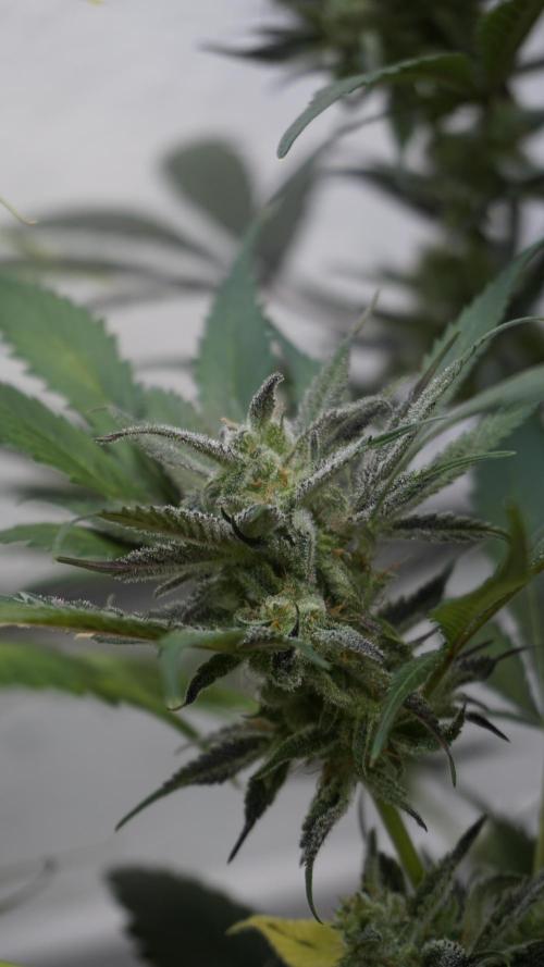 Strawberry Gorilla Auto - Sonnenerde. Week 11