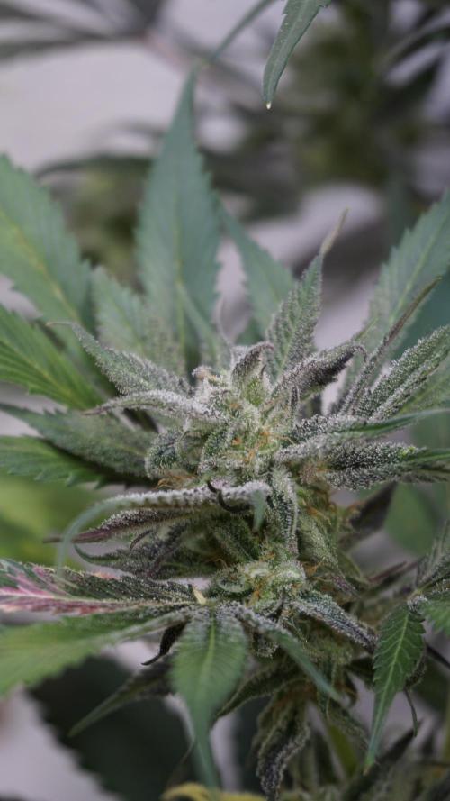 Strawberry Gorilla Auto - Sonnenerde. Week 11