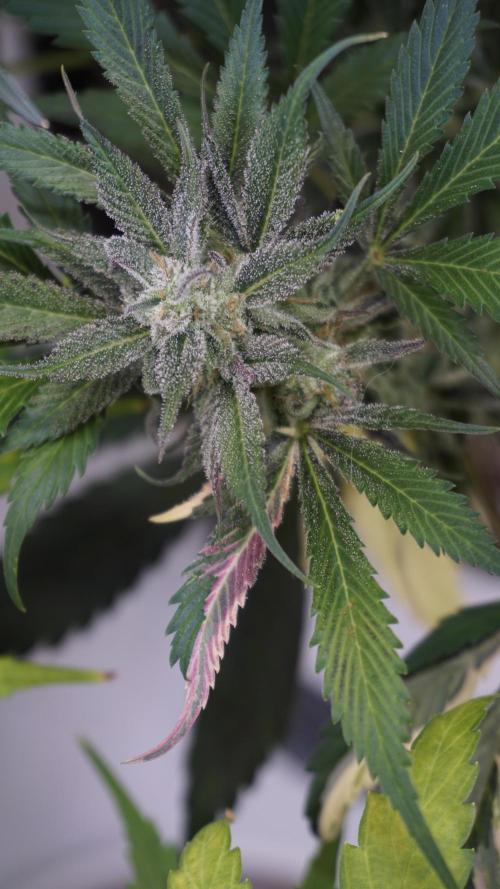 Strawberry Gorilla Auto - Sonnenerde. Week 11